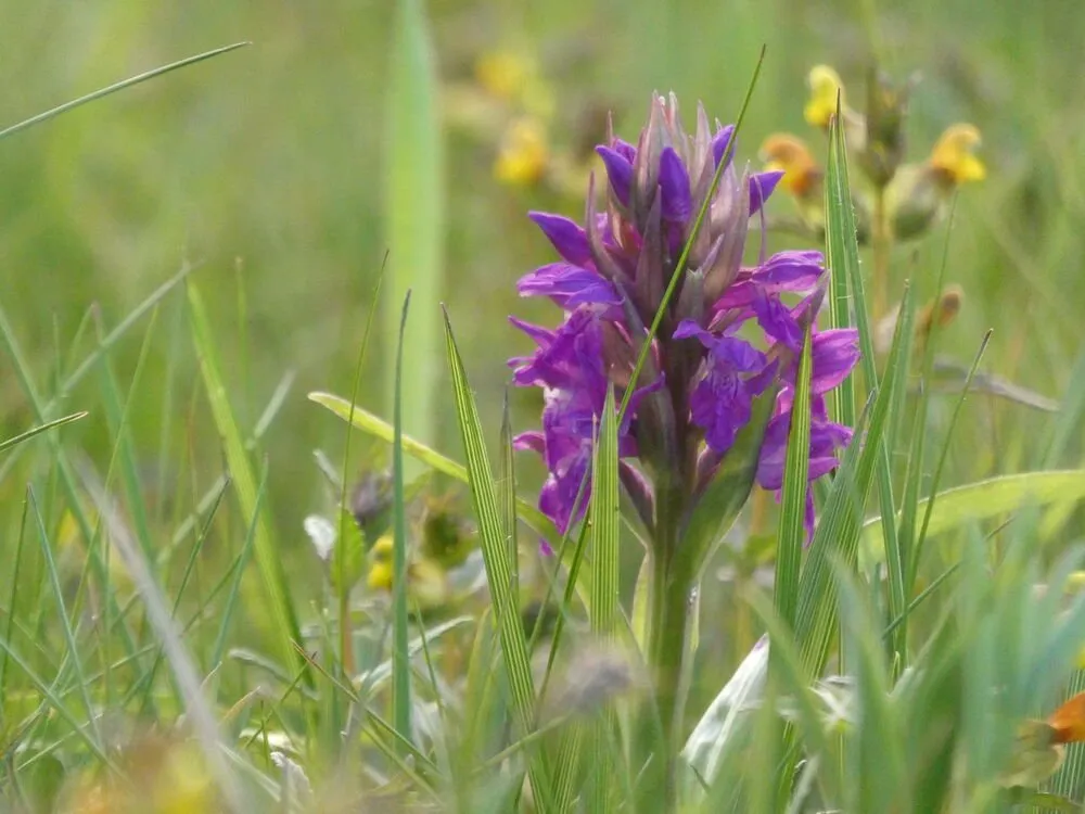 Knabenkraut auf der Aspenwiese im Nationalpark Kellerwald