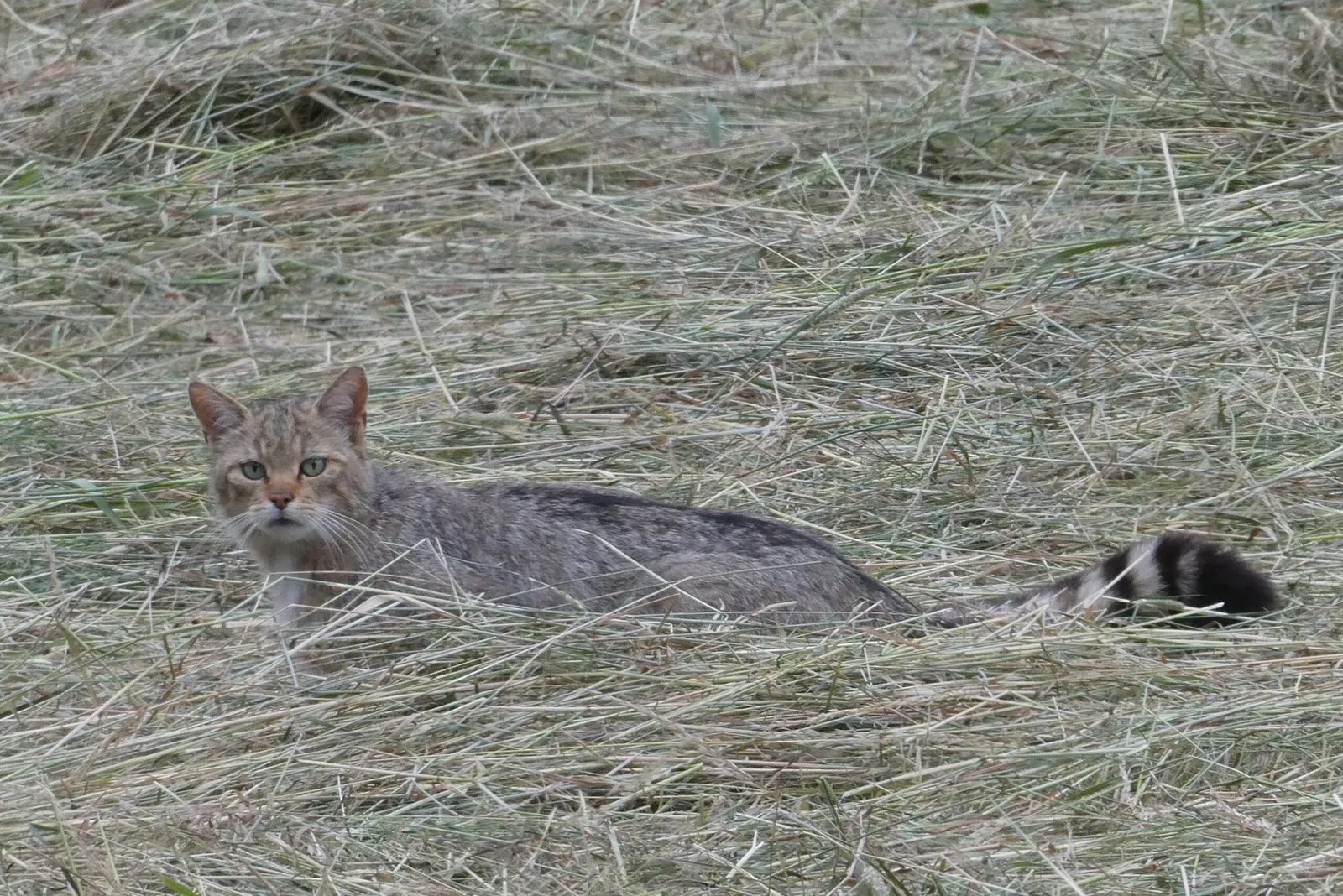 Wildkatze im Nationalpark Kellerwald-Edersee